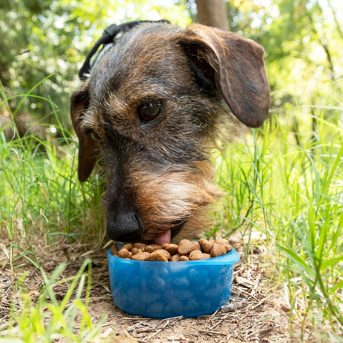 Botella 2 en 1 con recipientes para agua y comida para mascotas