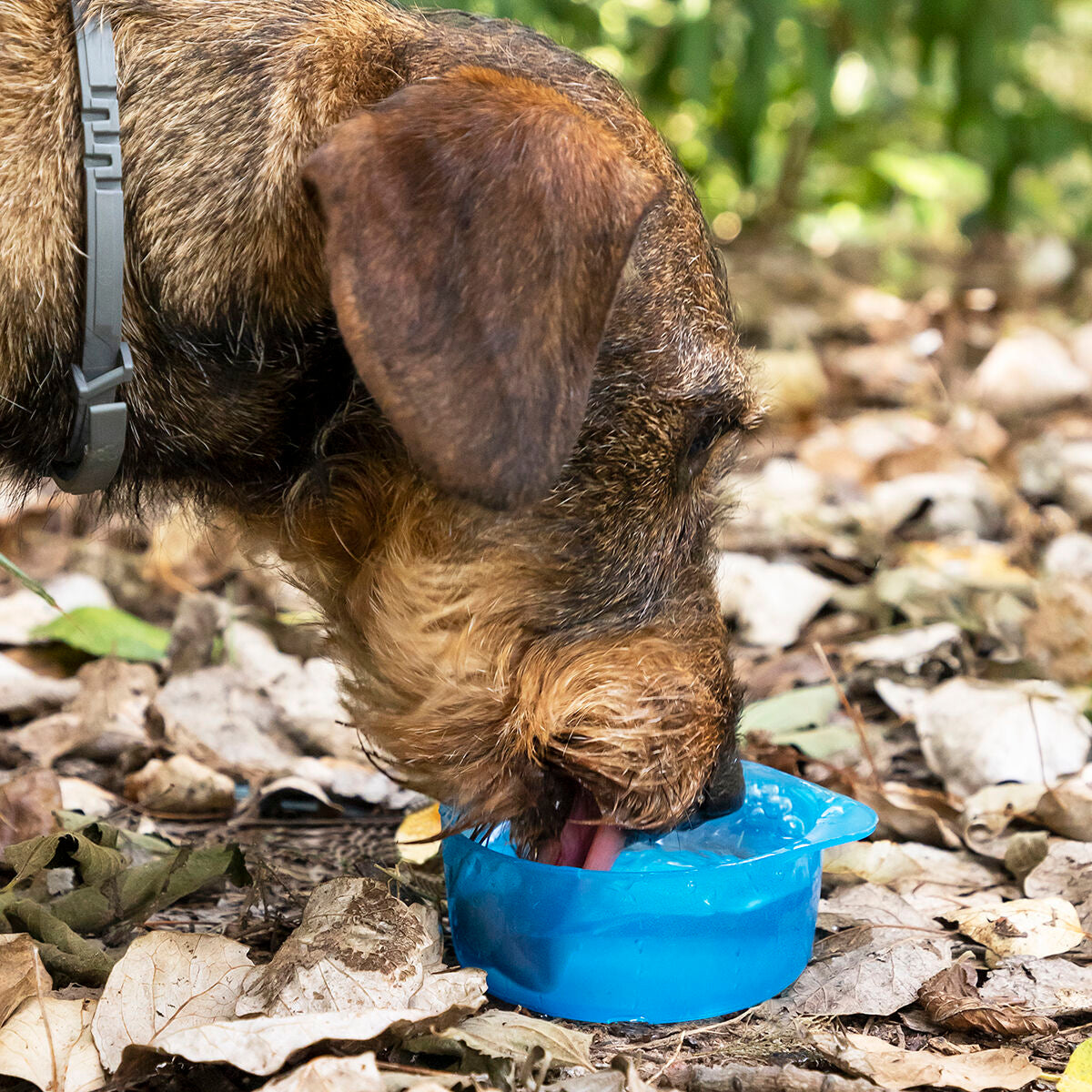 Botella 2 en 1 con recipientes para agua y comida para mascotas