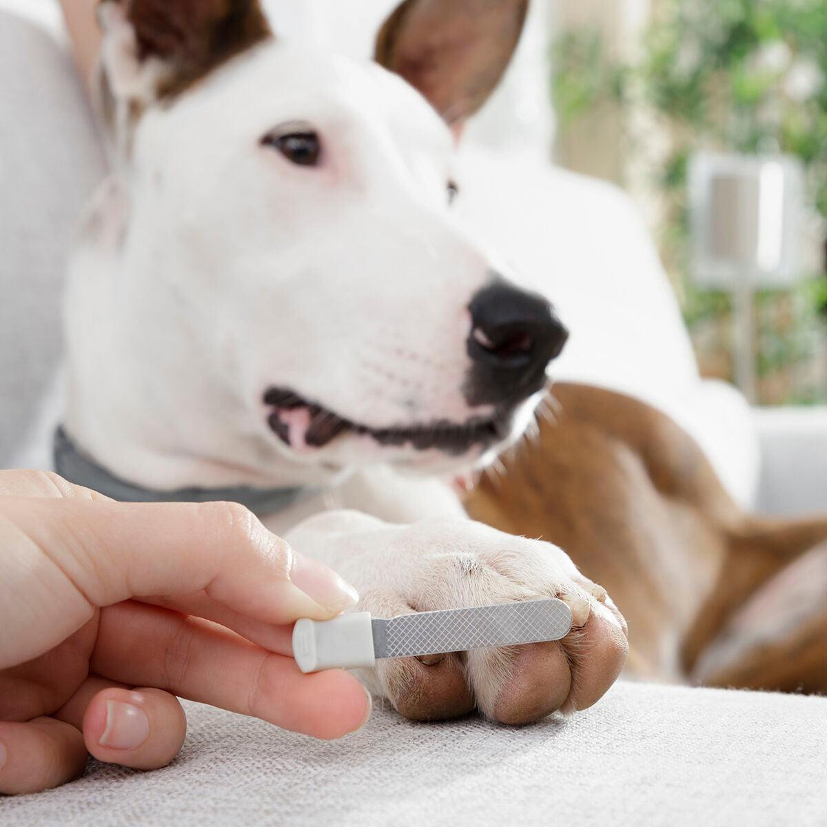 Cortauñas para Mascotas con Luz LED CaniClips